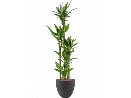 43647 1 dracaena fragrans burundii v obalu grigio hydroponie prumer 32 cm