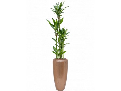 43650 1 dracaena fragrans burundii v obalu baq opus raw hydroponie prumer 31 cm