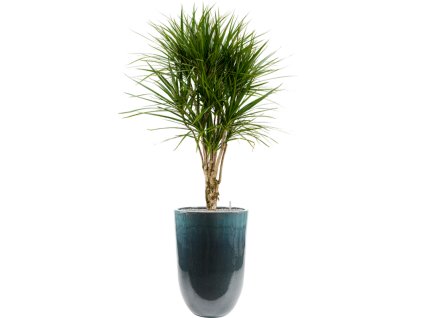 43689 1 dracaena marginata v obalu pure substrat vulkastrat prumer 41 cm