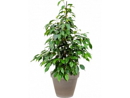 43782 1 ficus benjamina danielle v obalu terra cotta substrat vulkastrat prumer 35 cm