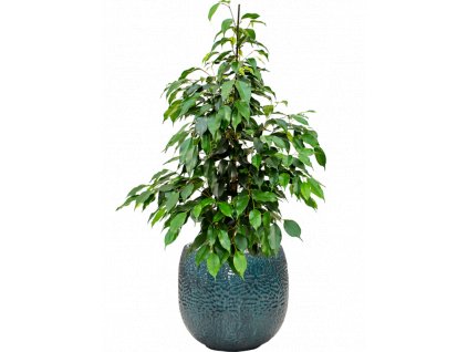 43791 1 ficus benjamina danielle v obalu marly substrat vulkastrat prumer 30 cm