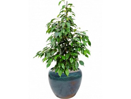 43794 1 ficus benjamina danielle v obalu mystic substrat vulkastrat prumer 32 cm