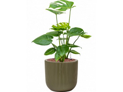 43839 1 monstera deliciosa v obalu capi nature groove special hydroponie prumer 23 cm