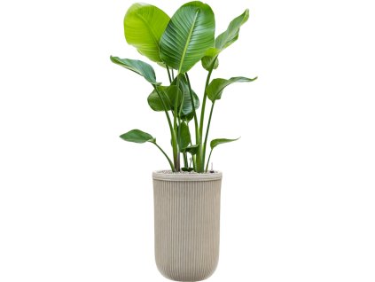 43854 1 strelitzia nicolai v obalu baq vertical rib substrat vulkastrat prumer 37 cm
