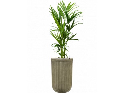 43893 1 kentia howea forsteriana v obalu baq vertical rib substrat vulkastrat prumer 37 cm