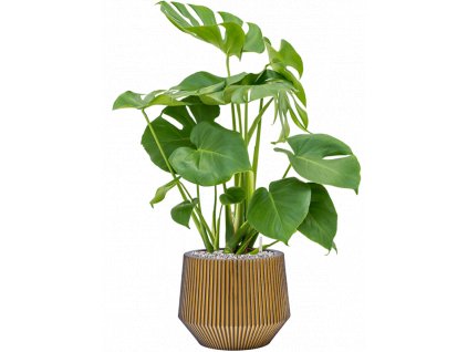 43950 1 monstera deliciosa v obalu capi nature groove substrat vulkastrat prumer 25 cm