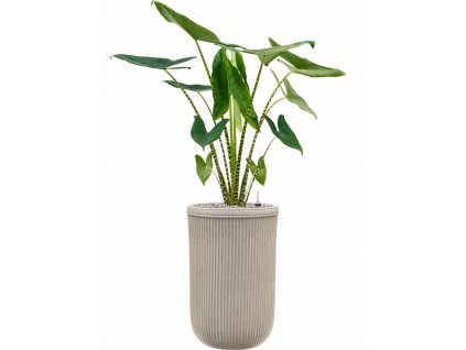 43962 1 alocasia zebrina v obalu baq vertical rib substrat vulkastrat prumer 37 cm