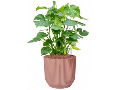 43983 1 monstera deliciosa v obalu vibes fold hydroponie prumer 30 cm