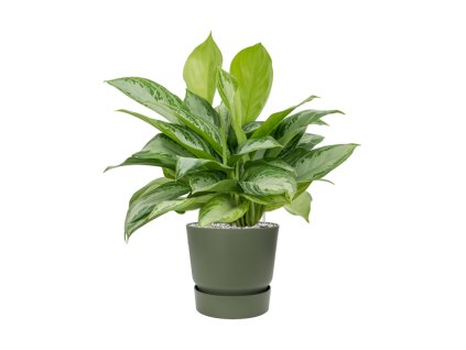 44049 1 aglaonema silver bay v obalu greenville substrat vulkastrat prumer 25 cm
