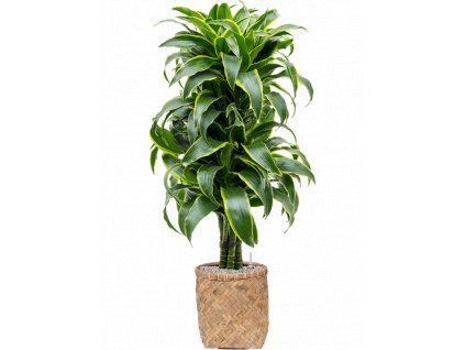 44115 1 dracaena fragrans dorado v obalu bohemian substrat vulkastrat prumer 31 cm