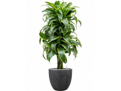 44121 1 dracaena fragrans dorado v obalu baq raindrop substrat vulkastrat prumer 37 cm