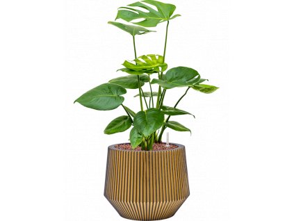 44124 1 monstera deliciosa v obalu capi nature groove hydroponie prumer 25 cm