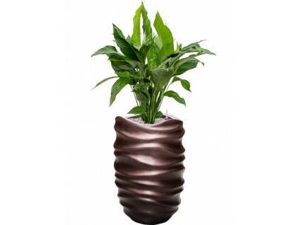 44163 1 spathiphyllum sweet lauretta v obalu baq gradient lee substrat vulkastrat prumer 40 cm