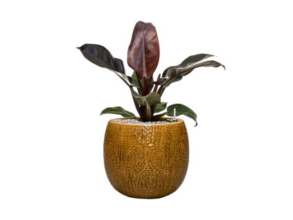 44205 1 philodendron imperial red v obalu marly substrat vulkastrat prumer 30 cm
