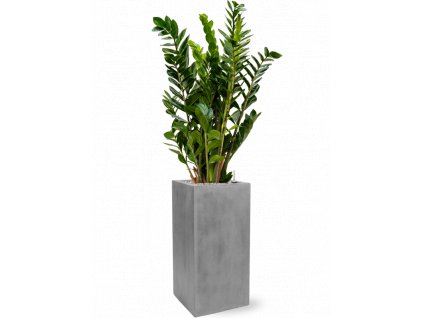 44310 1 zamioculcas zamiifolia v obalu fiberstone substrat vulkastrat prumer 30 cm