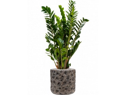 44316 1 zamioculcas zamiifolia v obalu baq luxe lite universe moon substrat vulkastrat prumer 33 cm