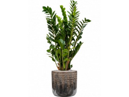 44319 1 zamioculcas zamiifolia v obalu baq luxe lite universe comet substrat vulkastrat prumer 33 cm