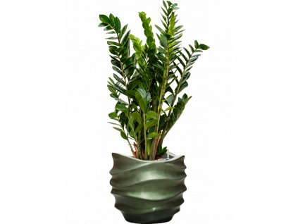 44331 1 zamioculcas zamiifolia v obalu baq gradient lee substrat vulkastrat prumer 41 cm