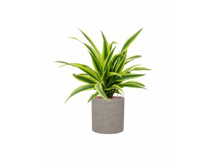 44406 1 dracaena fragrans lemon lime v obalu rough hydroponie prumer 20 cm