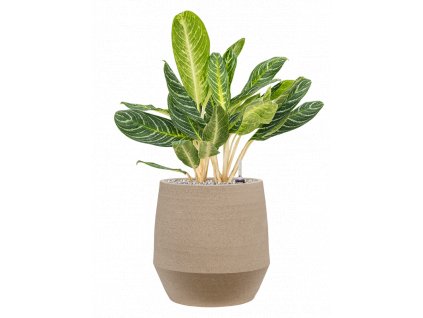 44418 1 aglaonema key lime v obalu humus substrat vulkastrat prumer 30 cm
