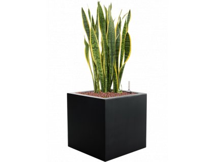 44469 1 sansevieria trifasciata laurentii v obalu argento hydroponie prumer 40 cm