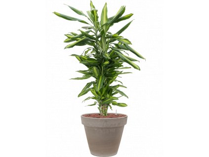 44493 1 dracaena fragrans cintho v obalu terra cotta hydroponie prumer 35 cm