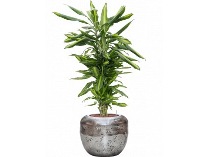 44502 1 dracaena fragrans cintho v obalu baq opus raw hydroponie prumer 38 cm