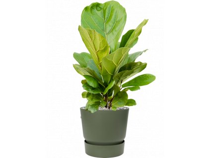 44508 1 ficus lyrata v obalu greenville substrat vulkastrat prumer 25 cm