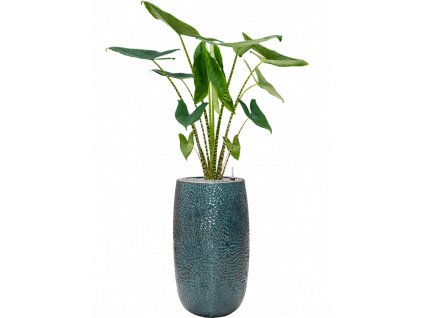 44547 1 alocasia zebrina v obalu marly substrat vulkastrat prumer 36 cm
