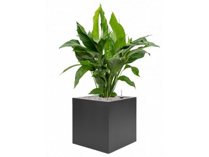 44586 1 spathiphyllum sweet lauretta v obalu stretto substrat vulkastrat prumer 40 cm