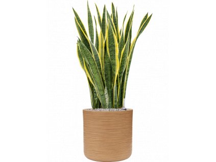 44604 1 sansevieria trifasciata laurentii v obalu baq dune substrat vulkastrat prumer 38 cm