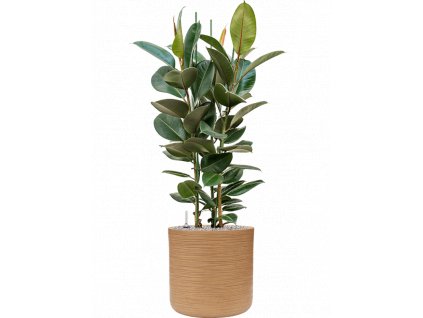 44619 1 ficus elastica robusta v obalu baq dune substrat vulkastrat prumer 38 cm