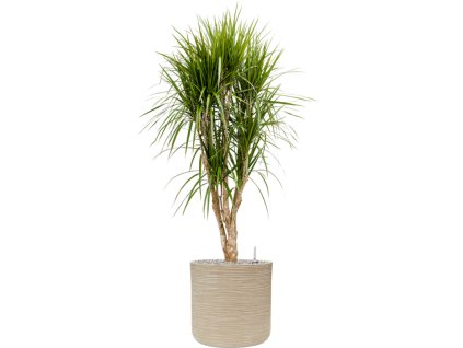 44643 1 dracaena marginata v obalu baq dune substrat vulkastrat prumer 38 cm