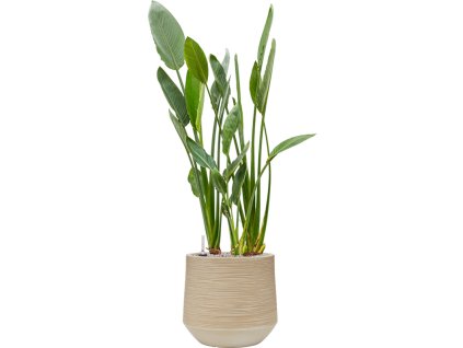 44688 1 strelitzia reginae v obalu baq dune substrat vulkastrat prumer 41 cm