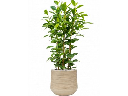 44718 1 ficus microcarpa moclame v obalu baq dune substrat vulkastrat prumer 30 cm