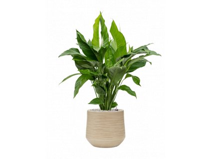 44721 1 spathiphyllum sweet lauretta v obalu baq dune substrat vulkastrat prumer 30 cm