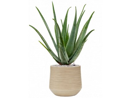 44724 1 aloe vera barbadensis v obalu baq dune substrat vulkastrat prumer 30 cm