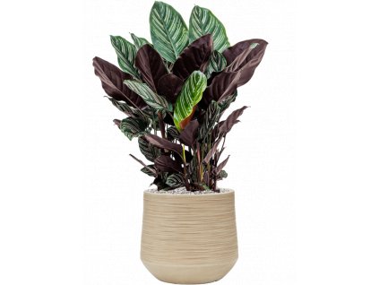 44730 1 calathea sanderiana v obalu baq dune substrat vulkastrat prumer 30 cm