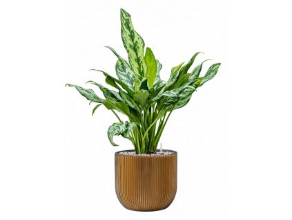 44742 1 aglaonema miss julliete v obalu capi nature groove substrat vulkastrat prumer 24 cm