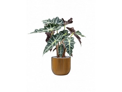 44745 1 alocasia polly v obalu capi nature groove substrat vulkastrat prumer 24 cm