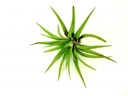 4474 tillandsia capitata