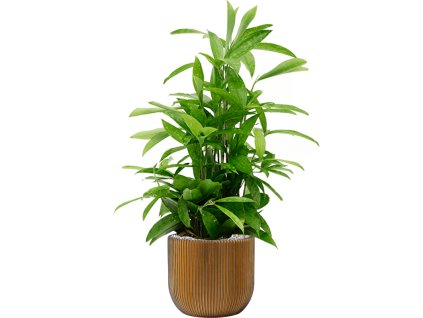 44754 1 dracaena surculosa v obalu capi nature groove substrat vulkastrat prumer 24 cm