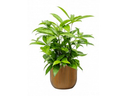 44775 1 dracaena surculosa v obalu capi nature groove substrat vulkastrat prumer 24 cm