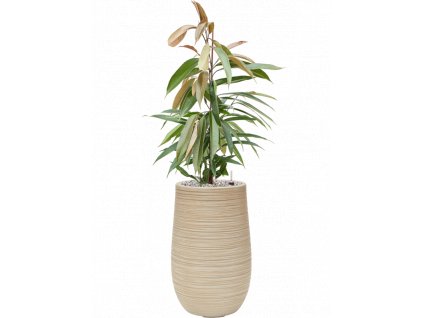 44799 1 ficus binnendijkii amstel king v obalu baq dune substrat vulkastrat prumer 25 cm