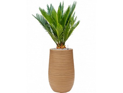 44814 1 cycas revoluta v obalu baq dune substrat vulkastrat prumer 25 cm