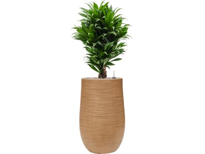 44841 1 dracaena fragrans compacta v obalu baq dune substrat vulkastrat prumer 35 cm