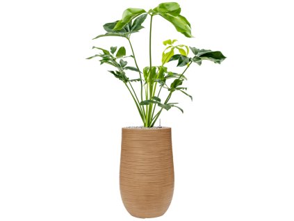 44844 1 philodendron green wonder v obalu baq dune substrat vulkastrat prumer 35 cm