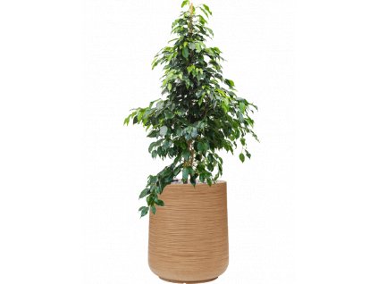 44874 1 ficus benjamina danielle v obalu baq dune substrat vulkastrat prumer 38 cm