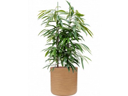 44892 1 ficus binnendijkii amstel king v obalu baq dune hydroponie prumer 38 cm