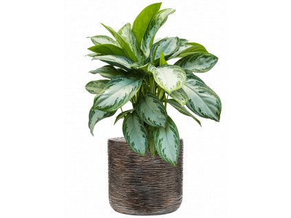 44919 1 aglaonema silver bay v obalu baq luxe lite universe wrinkle substrat vulkastrat prumer 33 cm